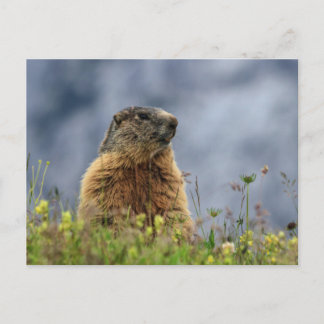 Carte Postale marmotte sur prairie alpine