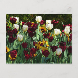 Carte Postale Maroon et Tulipes Jaunes Florales colorées