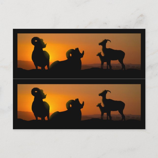 Carte Postale Marque-pages du livre sur les mouflons d'Amérique (Devant)