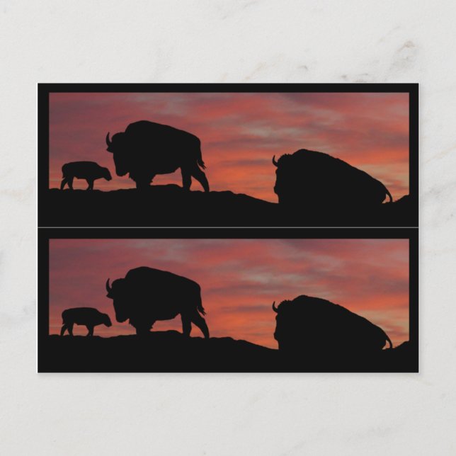 Carte Postale Marqueurs de livres de bison (Devant)