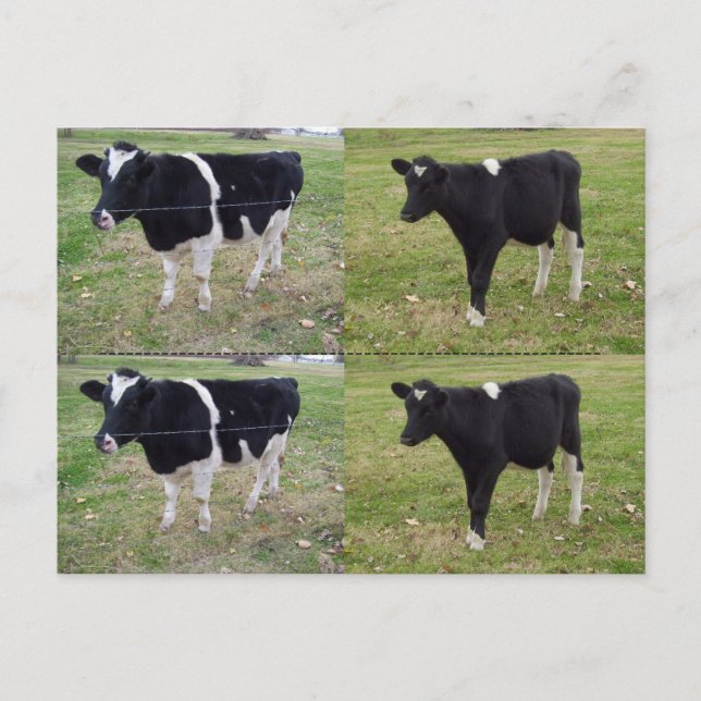 Carte Postale Marqueurs de veau - personnalisables (Devant)