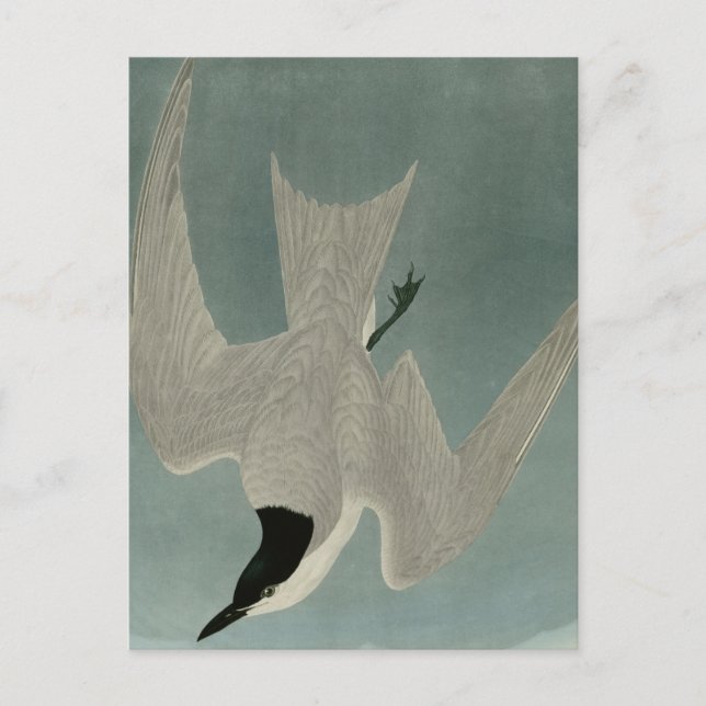 Carte Postale Marsh Tern (Devant)