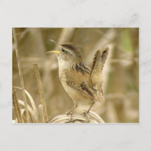 Carte postale Marsh Wren