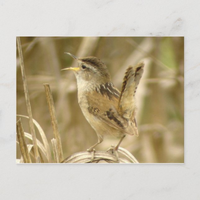 Carte postale Marsh Wren (Devant)