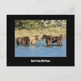 Carte postale Marshy Tacky Ponies
