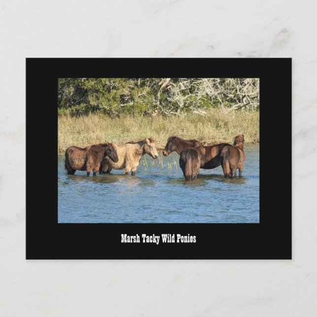 Carte postale Marshy Tacky Ponies (Devant)