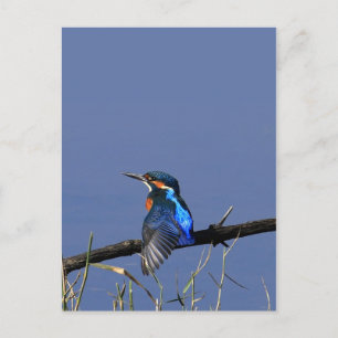 Carte postale Martin-pêcheur
