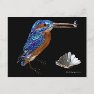 CARTE POSTALE MARTIN-PECHEUR