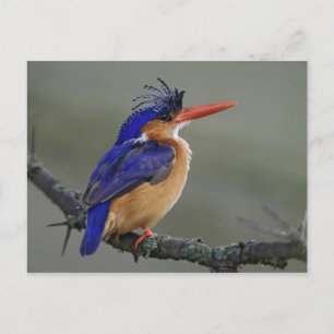 Carte Postale Martin-pêcheur à tête noire, Alcedo cristata, Lac