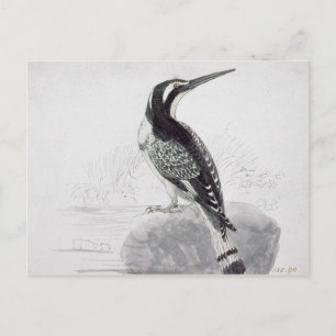 Carte Postale Martin-pêcheur noir et blanc