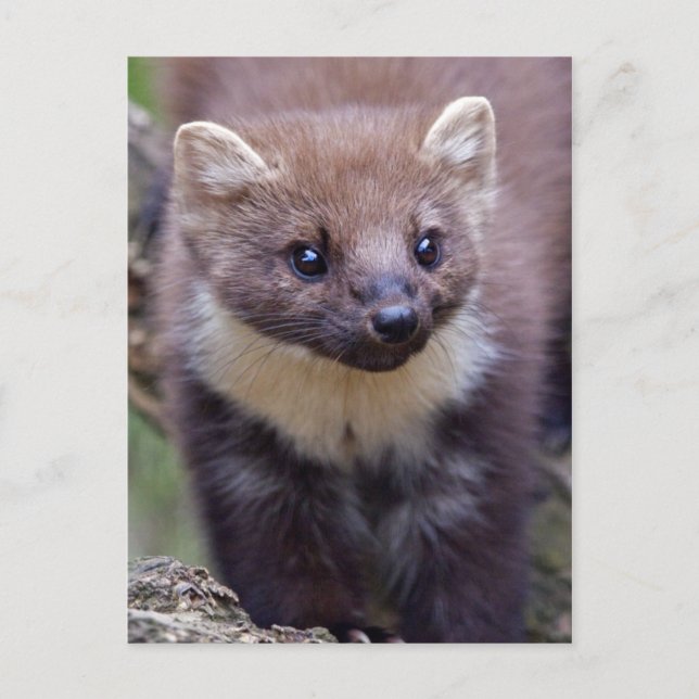 Carte postale Marty (Devant)