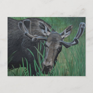 Carte postale Marysville Moose