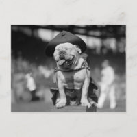 Mascotte du Corps des Marines, années 1920
