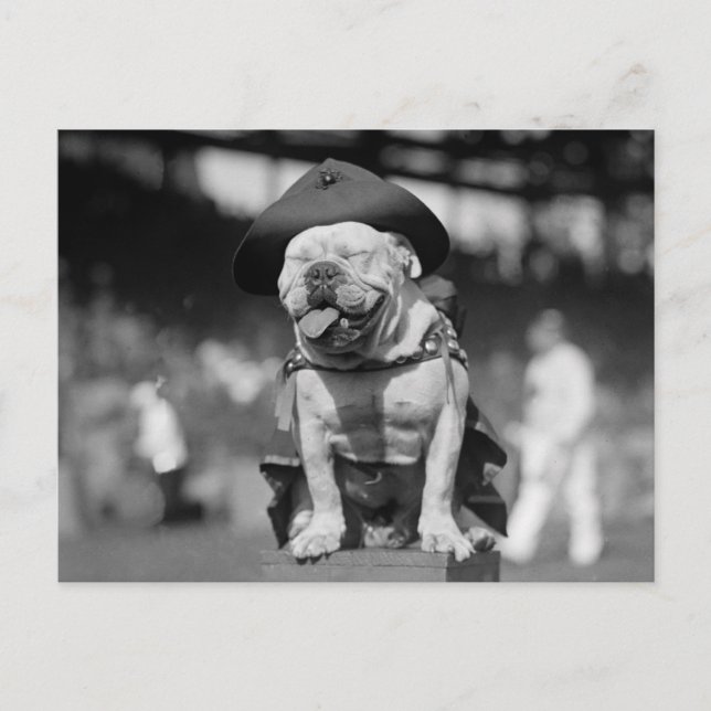Carte Postale Mascotte du Corps des Marines, années 1920 (Devant)