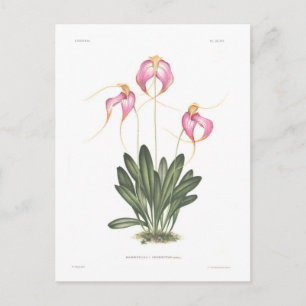 Carte Postale Masdevallia henriettae