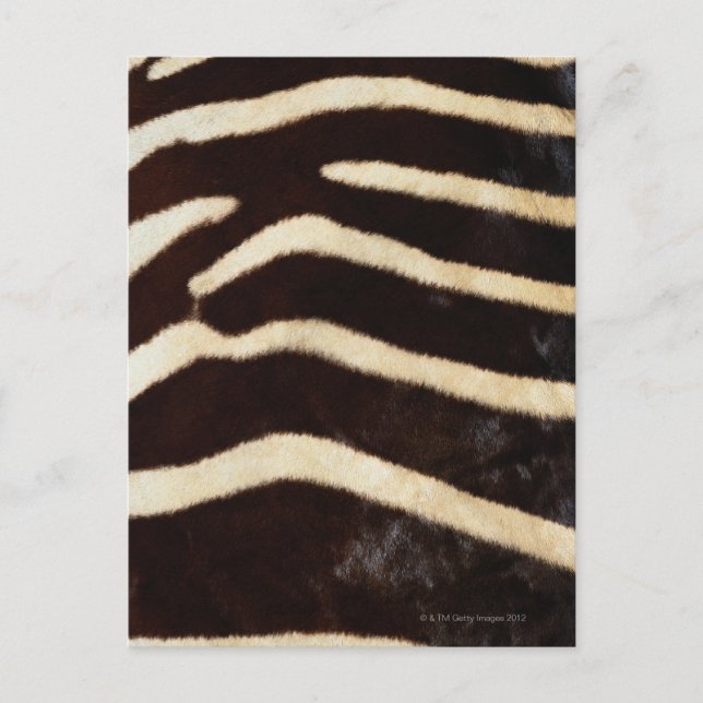 Carte Postale Masque Zebra (Devant)