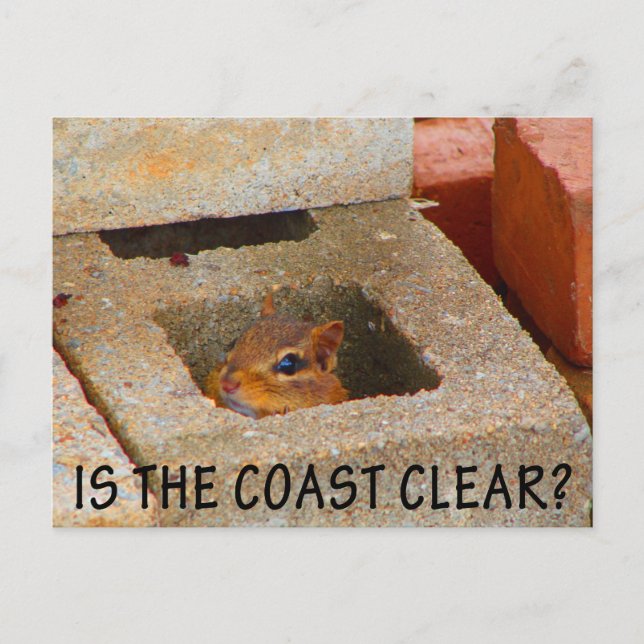 Carte Postale Masquer l'écureuil (Devant)