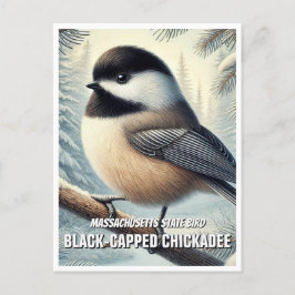 Carte Postale Massachusetts State Bird Chickadee à capuchon noir