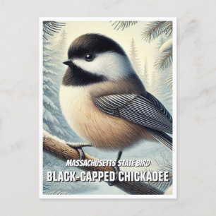 Carte Postale Massachusetts State Bird Chickadee à capuchon noir