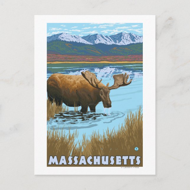 Carte Postale MassachusettsOie Boire dans le lac (Devant)