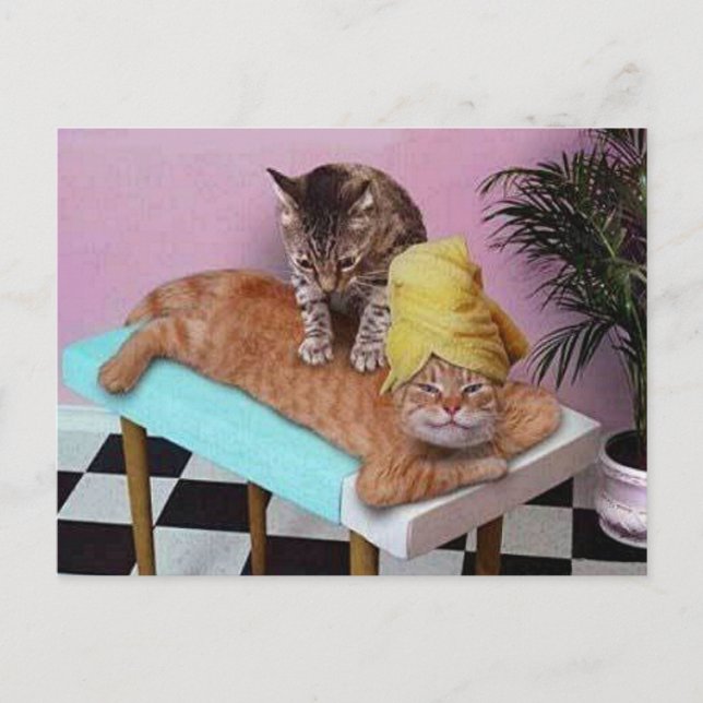 Carte Postale Massage amusant de chats (Devant)