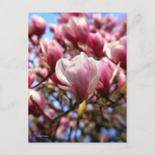 Carte Postale Masse de Magnolia