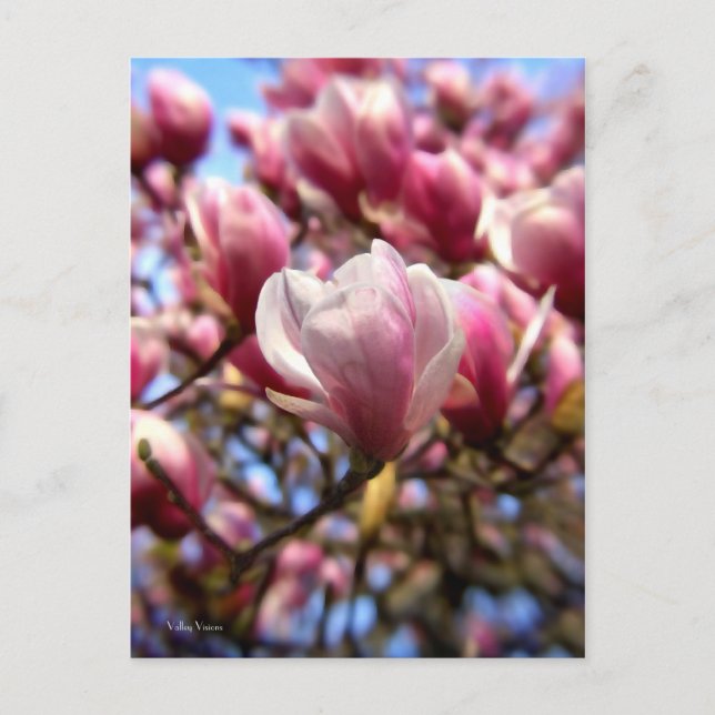 Carte Postale Masse de Magnolia (Devant)