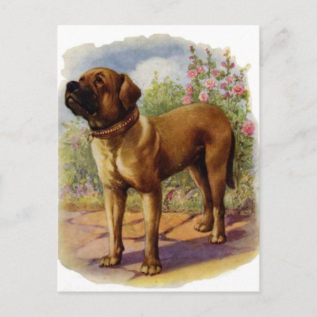 Carte Postale Mastiff (Devant)
