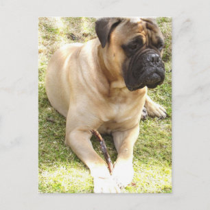 Carte postale Mastiff