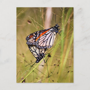 Carte postale Mat Monarch Butterflies