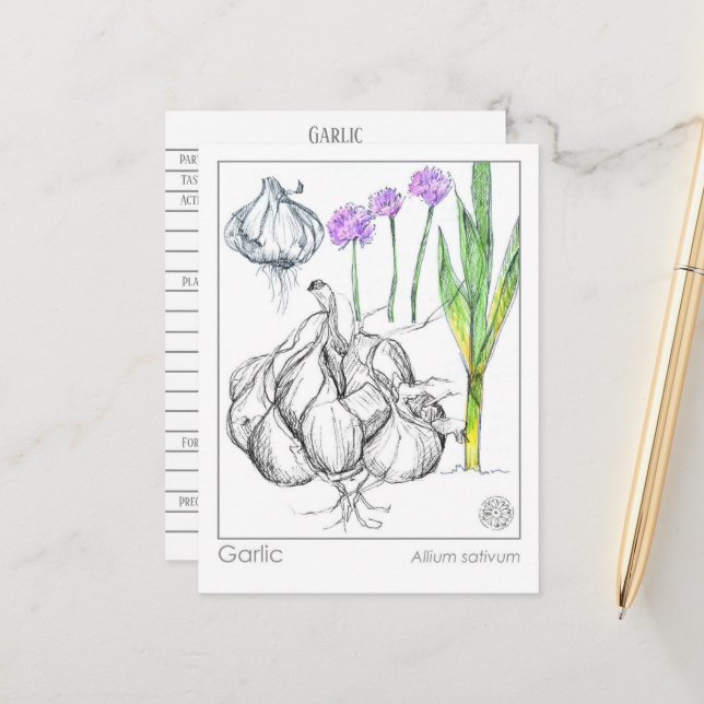 Carte Postale Materia Medica Garlic Plante Herbal Study Card (Devant/Arrière en situation)