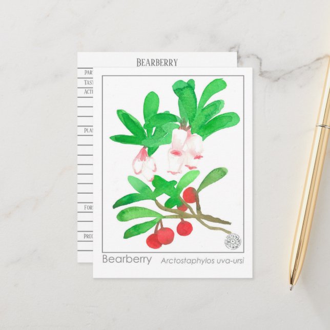 Carte Postale Materia Medica Herbal Study Card Bearberry (Devant/Arrière en situation)