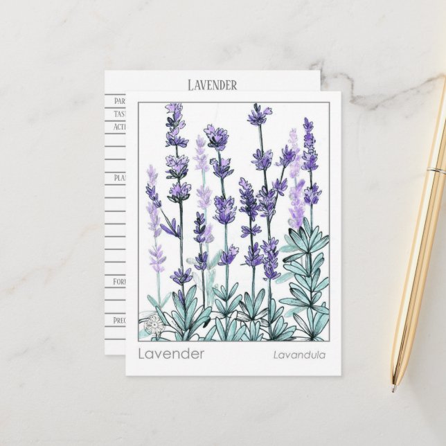 Carte Postale Materia Medica Lavender Flowers Herbal Study Card (Devant/Arrière en situation)