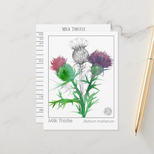 Carte Postale Materia Medica Milk Thistar Herbal Study Card (Devant/Arrière en situation)