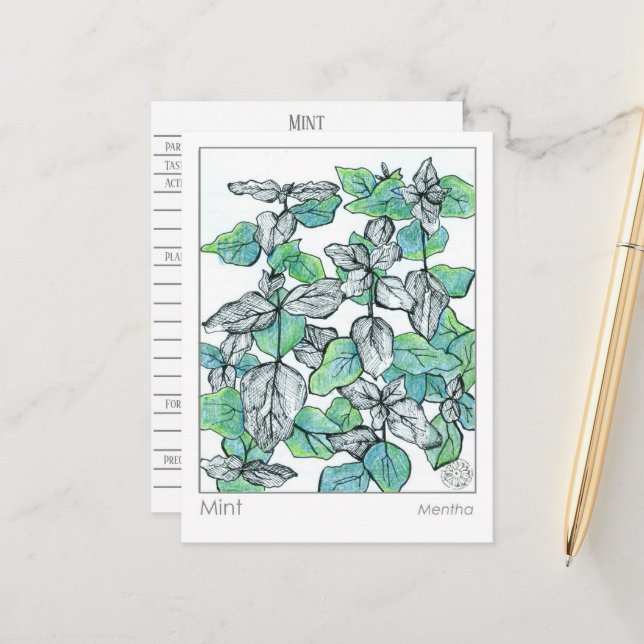 Carte Postale Materia Medica Mint Tea Plante Herbal Study Card (Devant/Arrière en situation)
