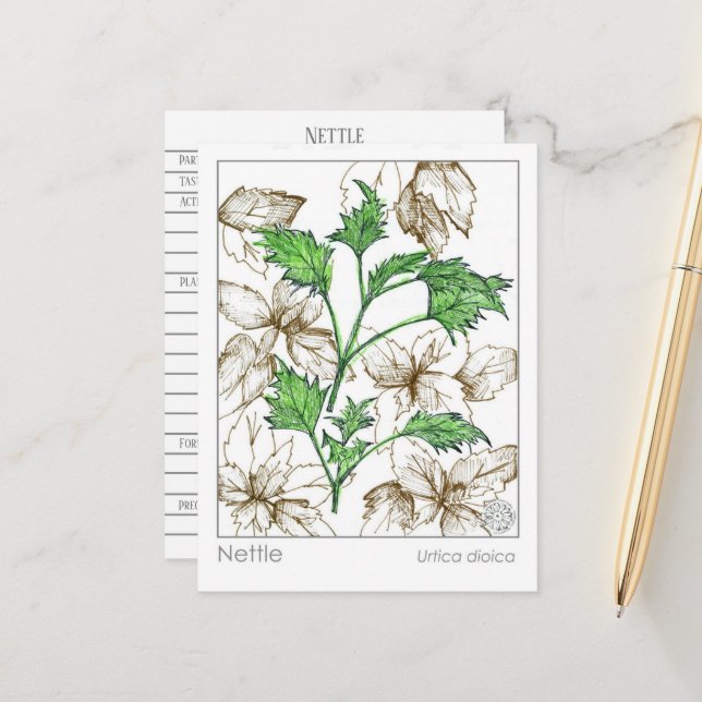 Carte Postale Materia Medica Nettle Plante médicinal étude sur l (Devant/Arrière en situation)
