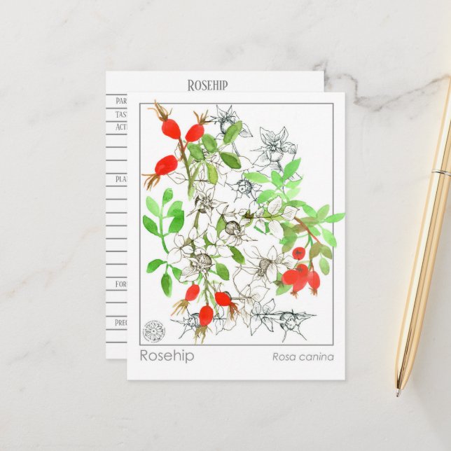 Carte Postale Materia Medica Rosehip Plante Herbal Study Card (Devant/Arrière en situation)
