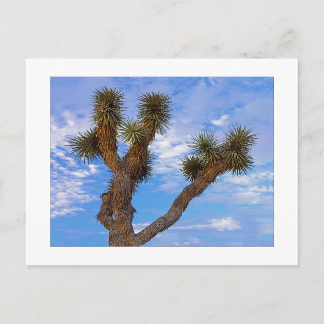 Carte Postale " Matin de mousson " (Devant)