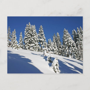Carte Postale Matin de poudre, prairies alpines...