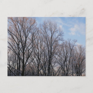 Carte Postale Matin d'hiver III Paysage naturel