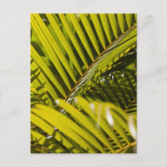 Carte Postale Maurice, Centre Maurice, Moka, palme (Devant)
