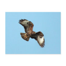 Mäusebussard sauvage (Buzzard commun ; Buteo buteo