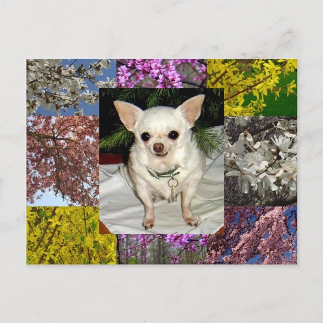 Carte postale Maya (Devant)