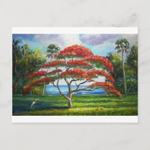 Carte Postale Mazz Royal Poinciana Tree