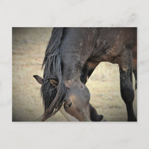 Carte Postale McCullough Peaks Cheaks sauvages