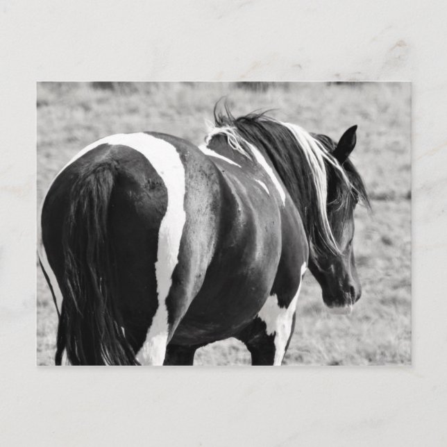 Carte Postale McCullough Peaks Cheaks sauvages (Devant)