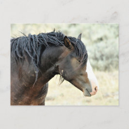 Carte Postale McCullough Peaks Cheaks sauvages