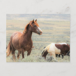 Carte Postale McCullough Peaks Cheaks sauvages