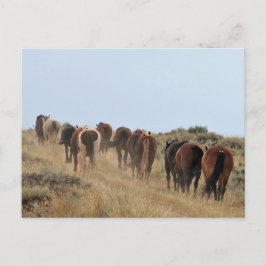 Carte Postale McCullough Peaks Cheaks sauvages
