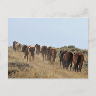 Carte Postale McCullough Peaks Cheaks sauvages